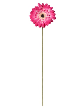 Flor de gerbera Haus