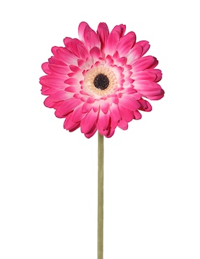 Flor de gerbera Haus