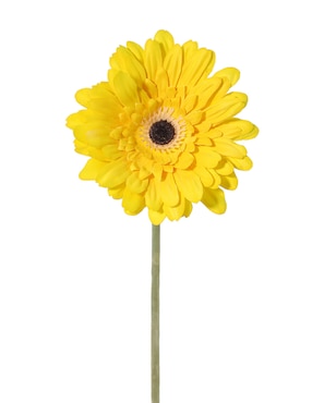 Gerbera Haus