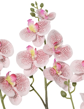 Preelaborado de orquídea Haus