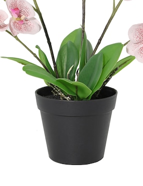 Preelaborado de orquídea Haus