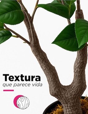 Árbol Vanlig Camelia Naturalé