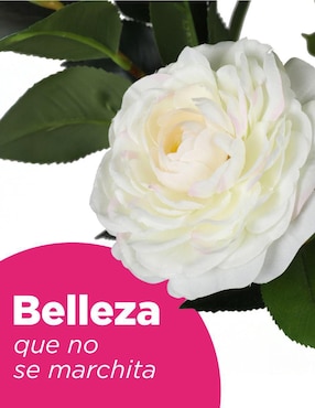 Árbol Vanlig Camelia Naturalé
