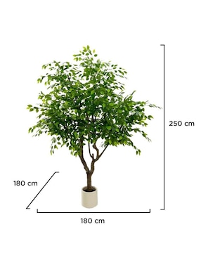 Árbol Vanlig Pandurata Grand