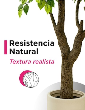 Árbol Vanlig Pandurata Grand