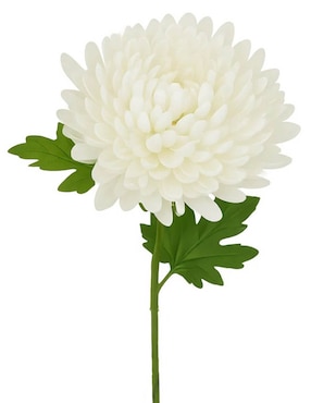 Flor de crisantemo Haus