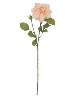 Flor de dalia Haus