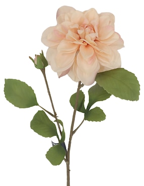 Flor de dalia Haus