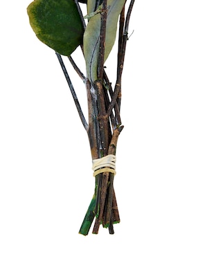 Eucalipto decorativo Tapia con acabado natural