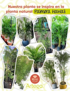Árbol de palmera Artego palmera Hawaii