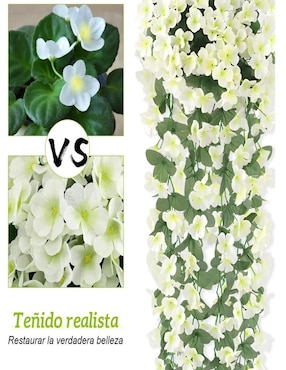 Ramo de Violeta belug