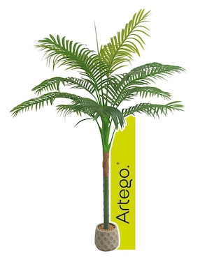 Planta Artego Amazona con maceta
