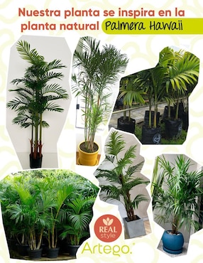 Planta Artego Amazona con maceta