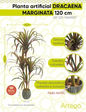 Planta Artego Nayarit con maceta