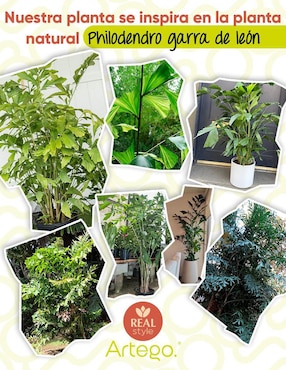 Planta Artego Fishtail con maceta