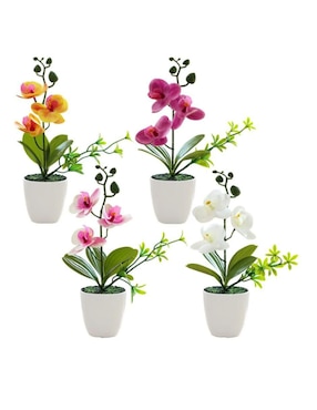 Flor de orquídea Belug