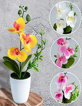 Flor de orquídea Belug
