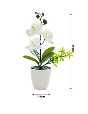 Flor de orquídea Belug