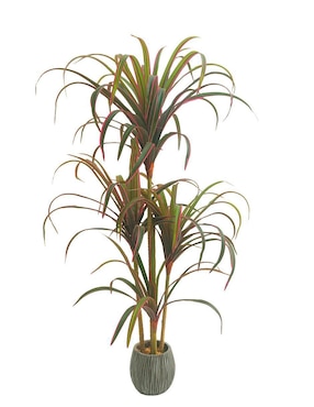 Planta Artego Marginata Nayarit