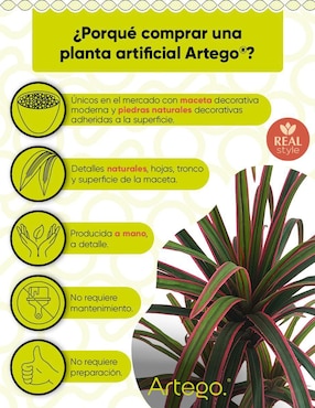 Planta Artego Marginata Nayarit