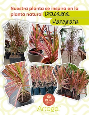 Planta Artego Marginata Nayarit