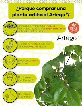 Árbol Artego Peral Palenque