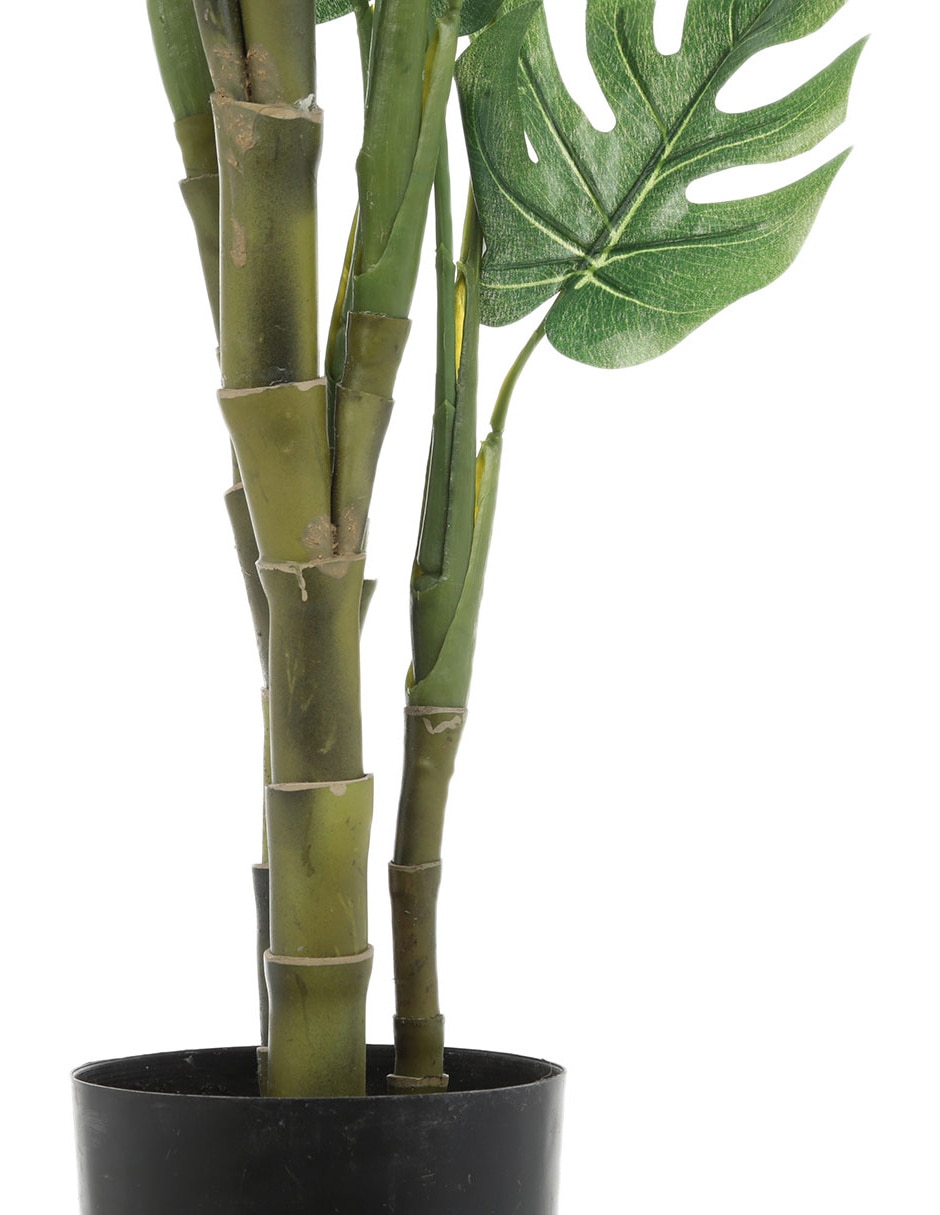 Árbol 6