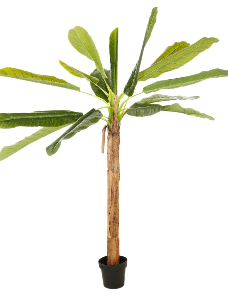 Árbol 1