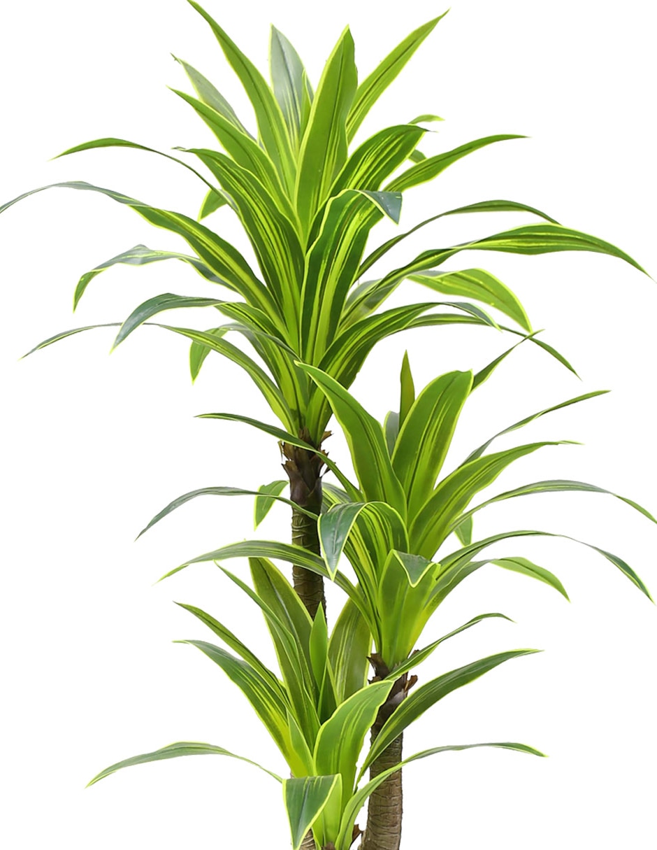 Drácena Draki verde 2
