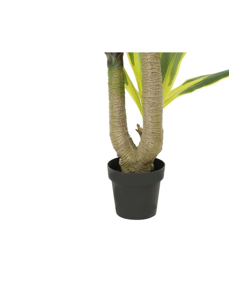 Drácena Draki verde 3