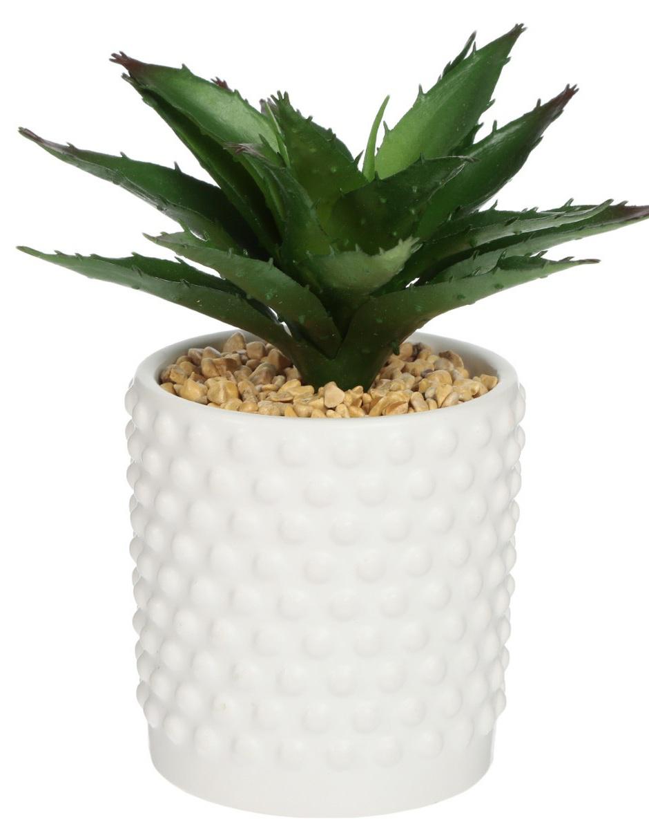 Preelaborado de aloe