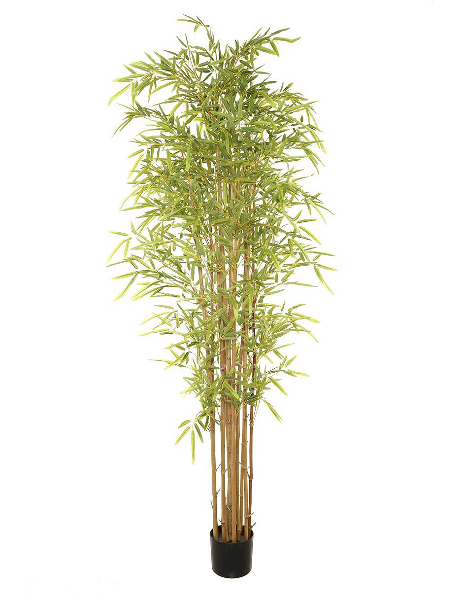 Árbol 1