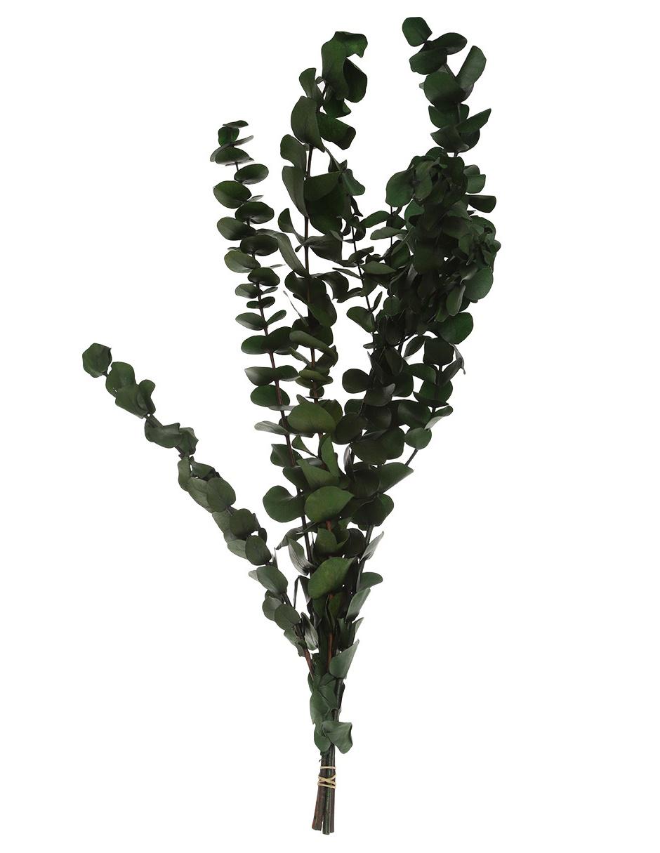Eucalipto 1