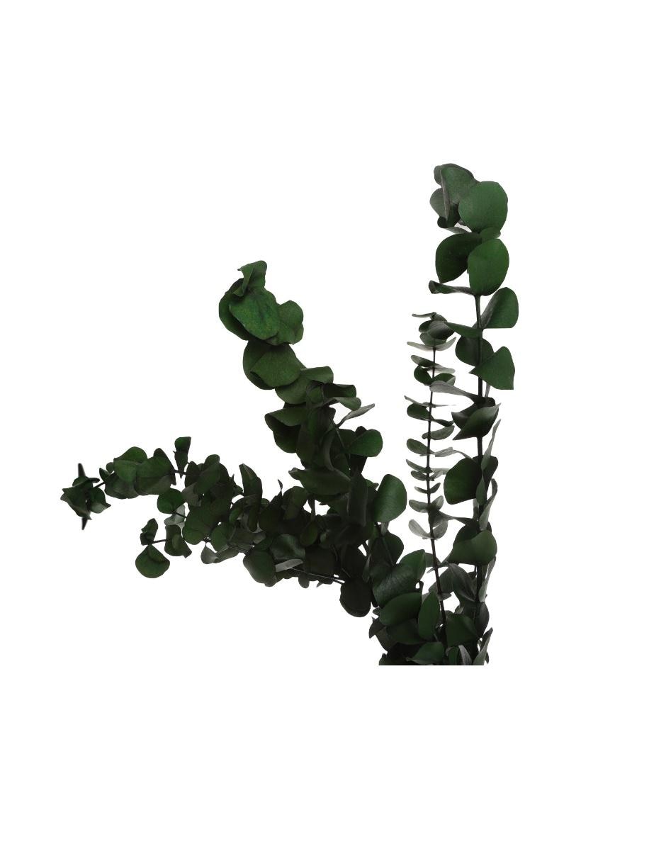 Eucalipto 2