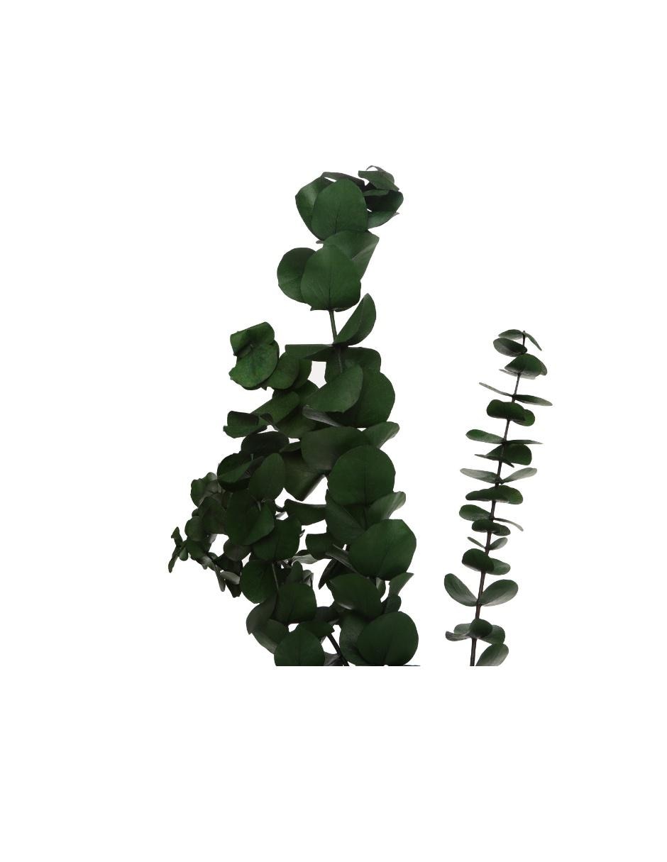 Eucalipto 3