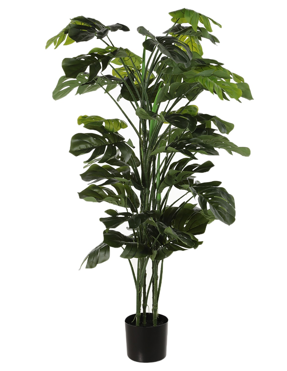 Árbol Monstera