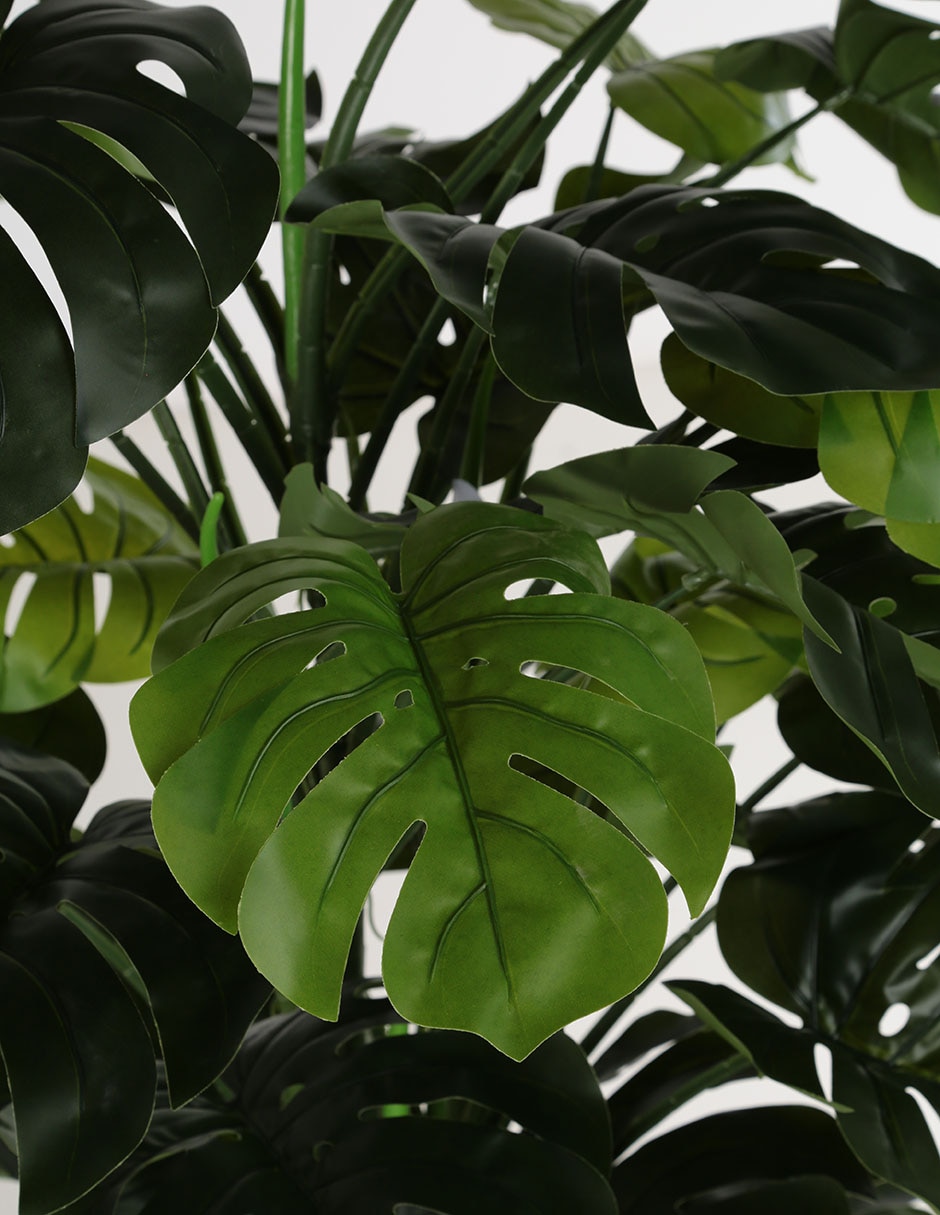 Árbol Monstera 3