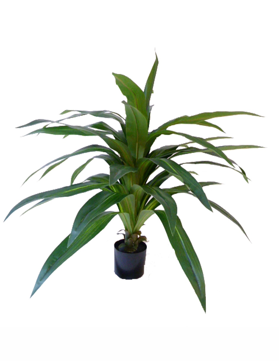 Planta