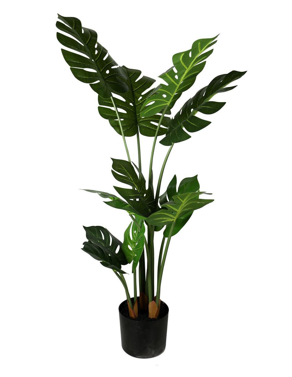 Árbol Monstera Deliciosa verde 1