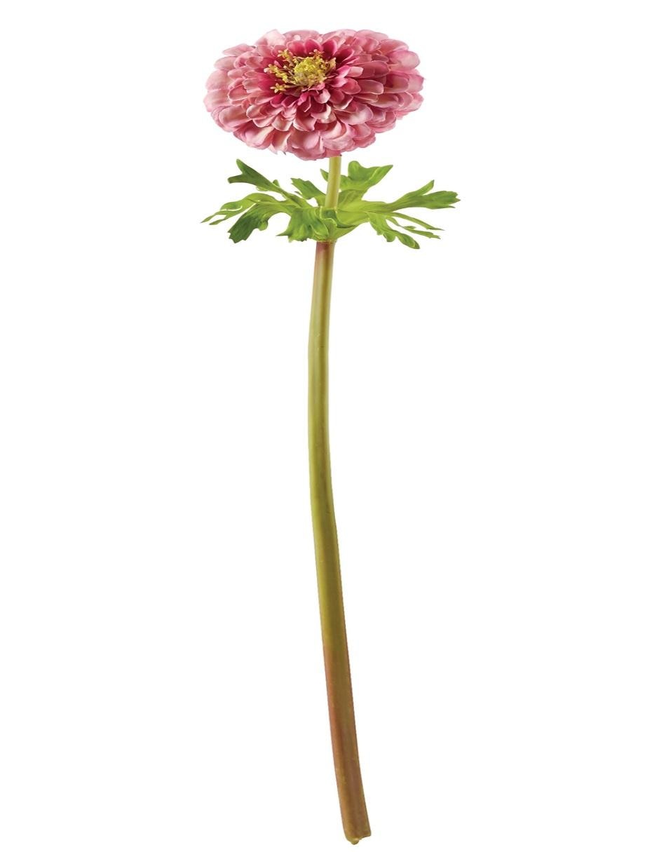 Flor Zinnia rosa fuerte 1