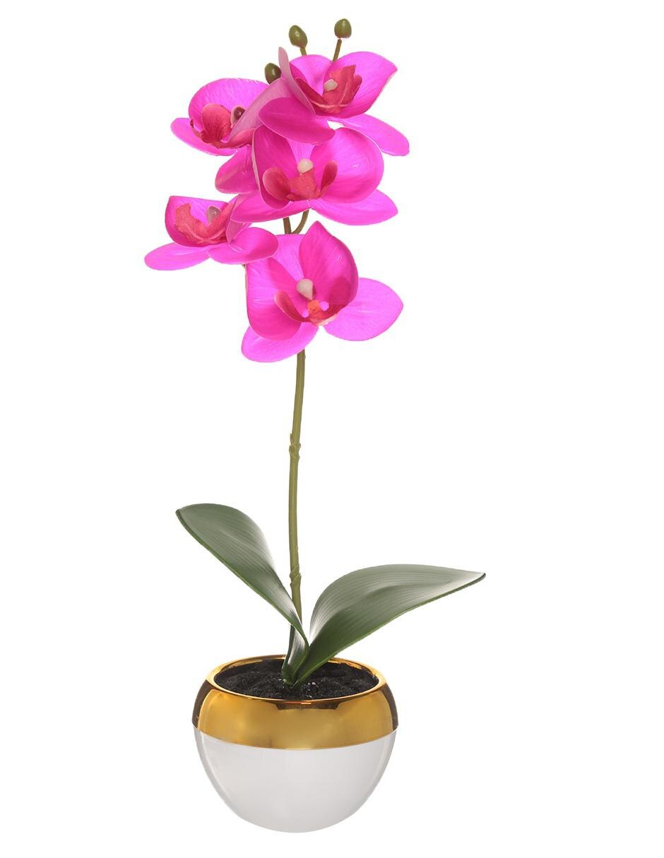 Preelaborado de orquídea Haus Canasta morada