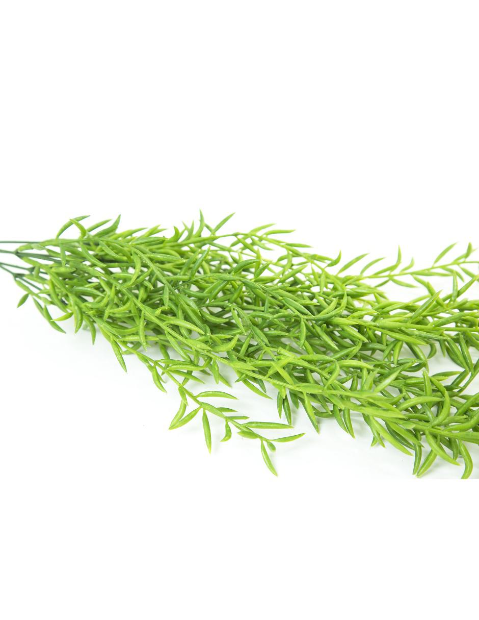 Acacia 3