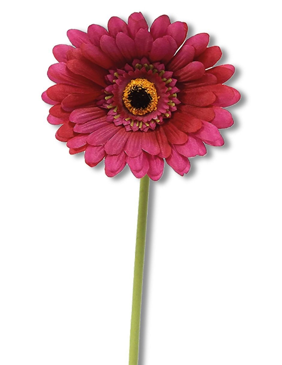 Flor Gerbera Dkomania Roberta