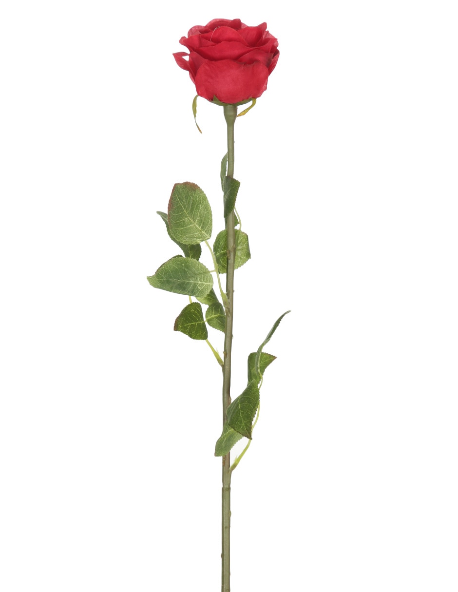 Rosa Neo 1