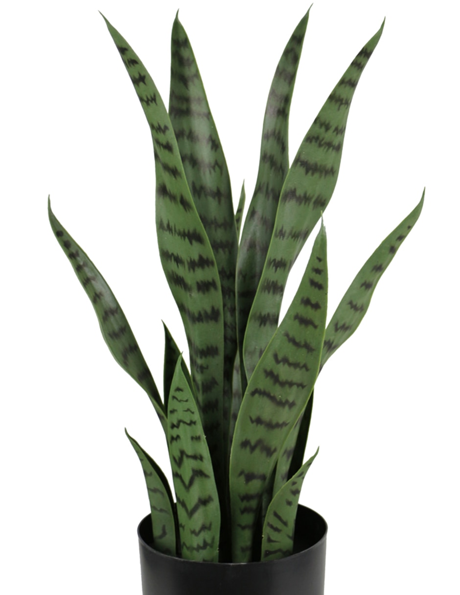 Planta Haus 2