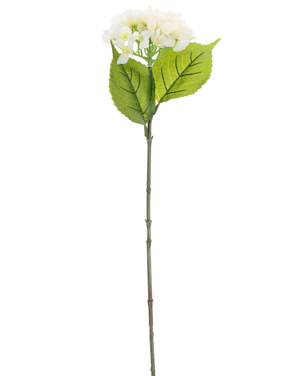 Hortensia Copo 1