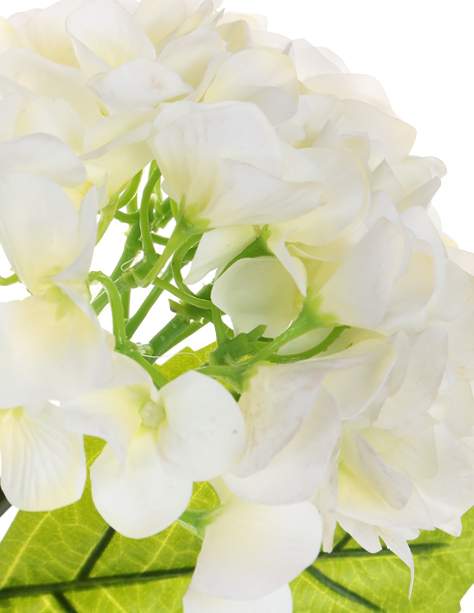 Hortensia Copo 3