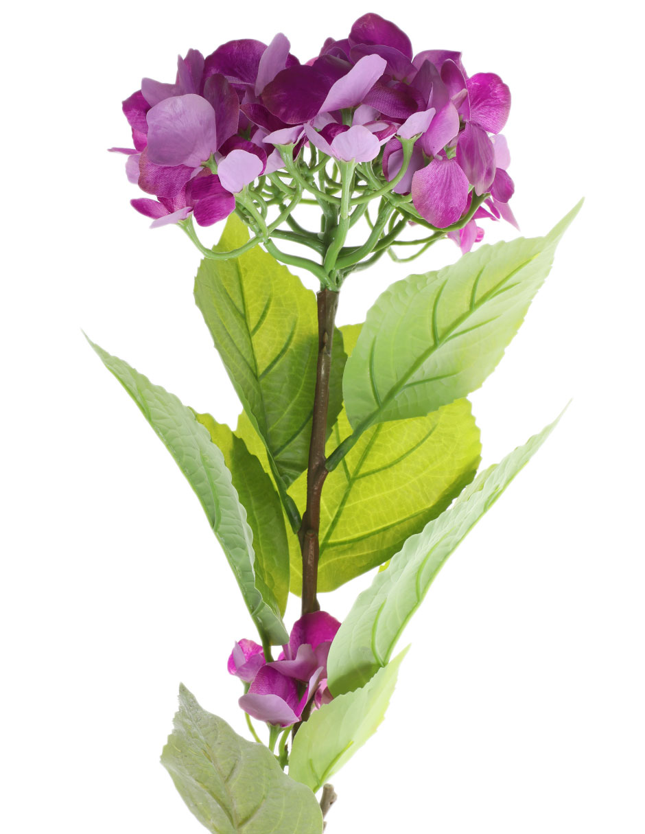 HORTENSIA, 1 M, LILA