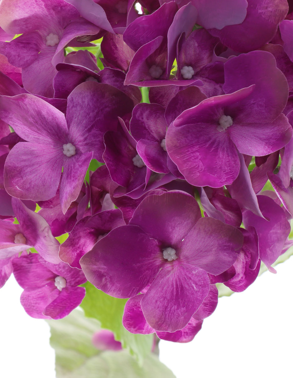 HORTENSIA, 1 M, LILA