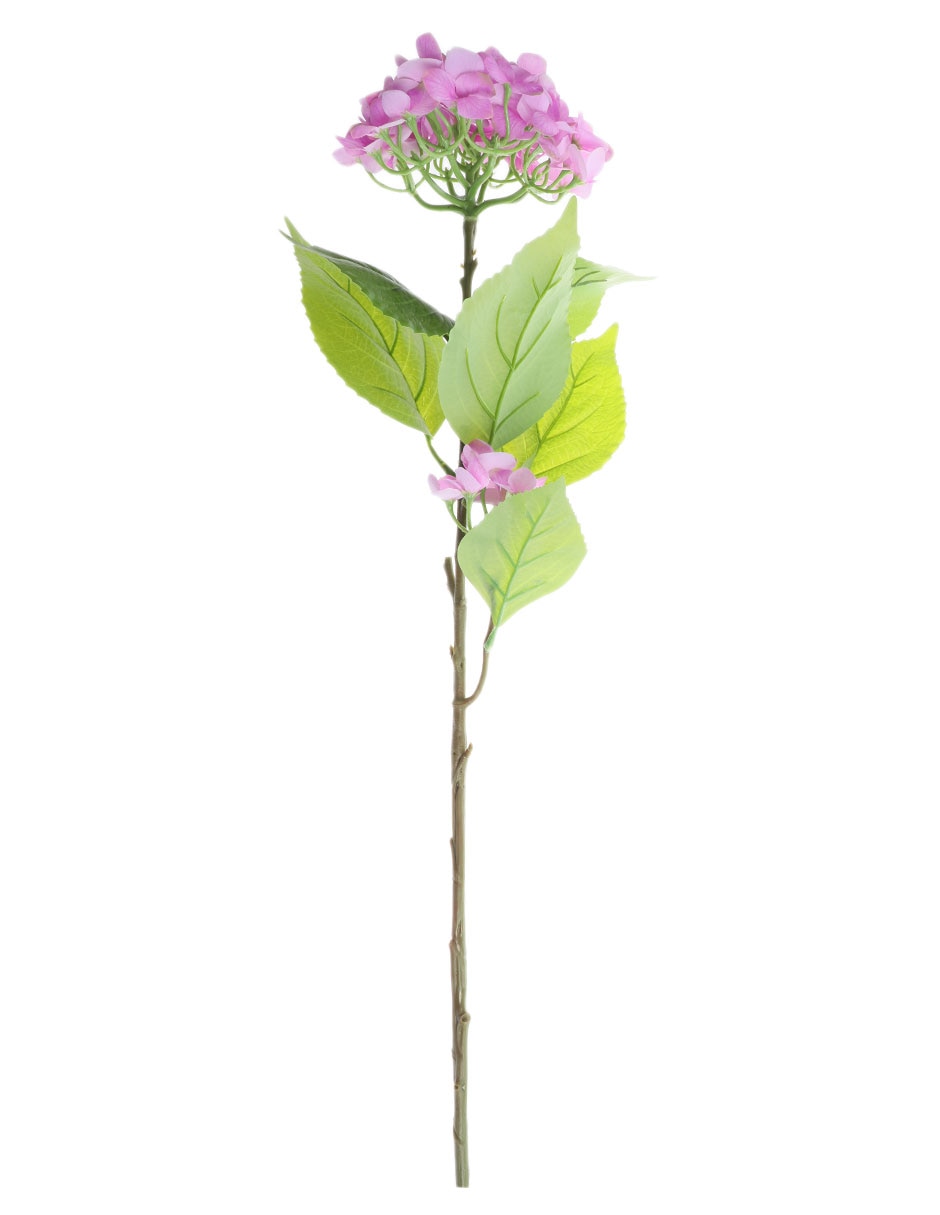 Hortensia Clarina